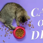 How To Put A Cat On Diet