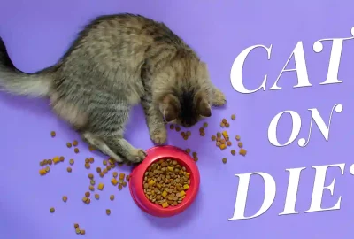 How To Put A Cat On Diet