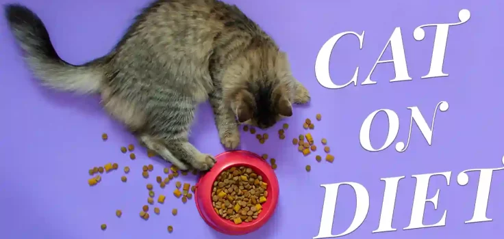 How To Put A Cat On Diet