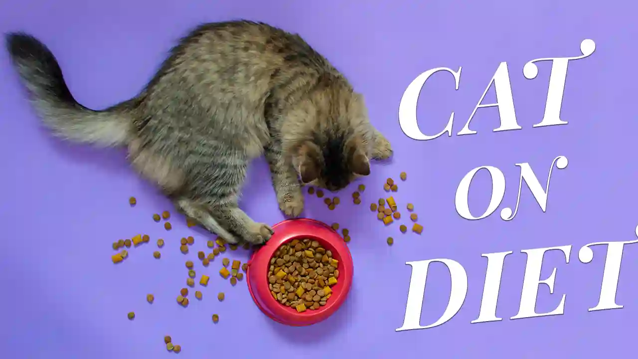 How To Put A Cat On Diet