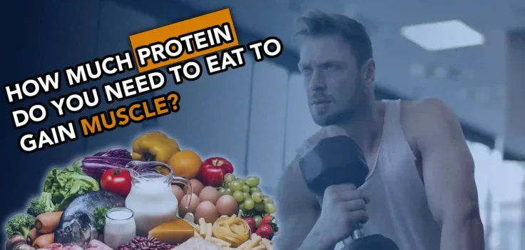 How Much Protein Do You Need To Eat To Gain Size (Muscle)?