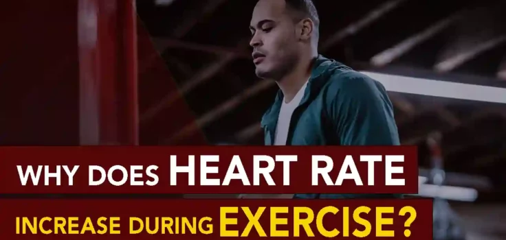 Why Does Heart Rate Increase During Exercise?